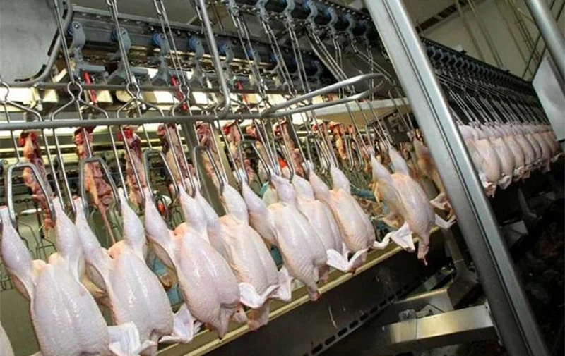 پیشتازی برزیل در صادرات مرغ در جهان