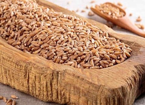 برگزاری مناقصه برای خرید 10 هزار تن جو دامی از روسیه و قزاقستان