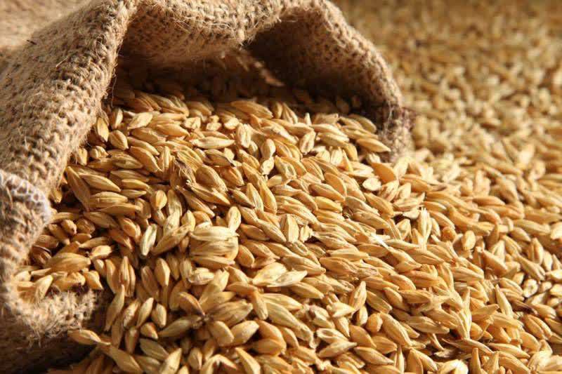 برگزاری مناقصه خرید ۳٠٠٠ تن جو دامی از روسیه و قزاقستان