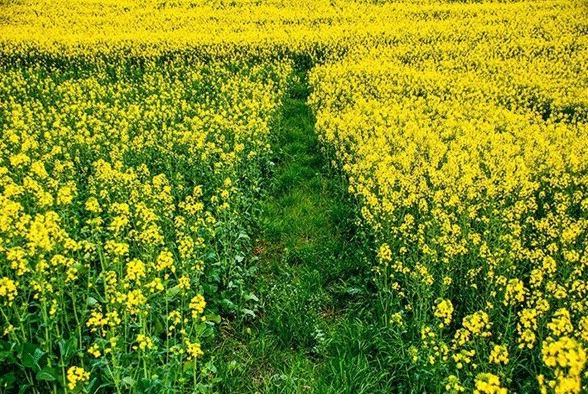 شاهمرادی: بذر سنگر اول جهاد تولید است