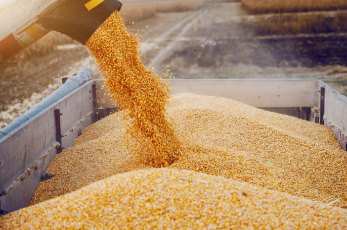 واردات محموله های جدید ذرت دامی از روسیه